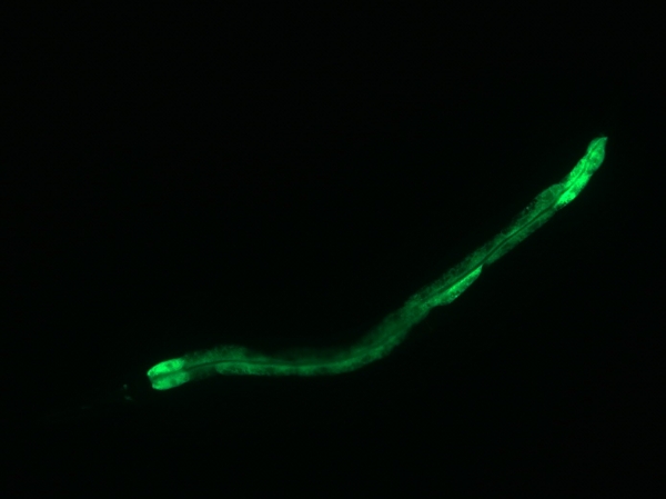 연구팀의 장수 효과 실험에 활용된 예쁜꼬마선충 현미경 사진.