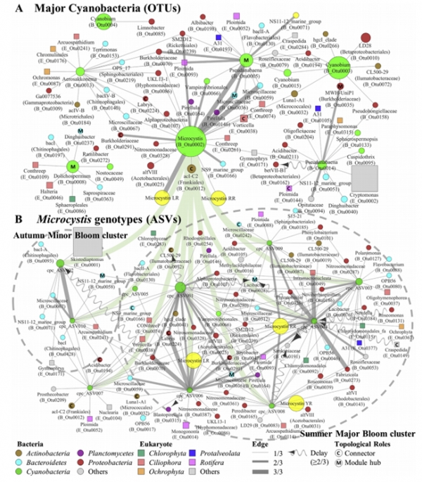대청호 남조류의 상호작용 네트워크(A)와 마이크로시스티스 유전형의 상호작용 네트워크(B)의 구조. 한국생명공학연구원 제공