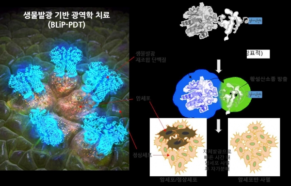 생물발광현상을 이용한 암세포의 광역학적 치료법 모식도. 사진=KBSI 제공
