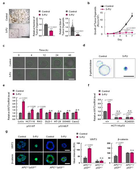 5-FU 처리 시 p53 의존적 WNT 신호 전달계 증가를 통한 암 줄기세포 증가(연세대 최강열 교수 제공)