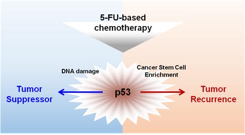 5-FU 기반 항암제 처리 후의 p53의 기능적 양면성(연세대 최강열 교수 제공)
