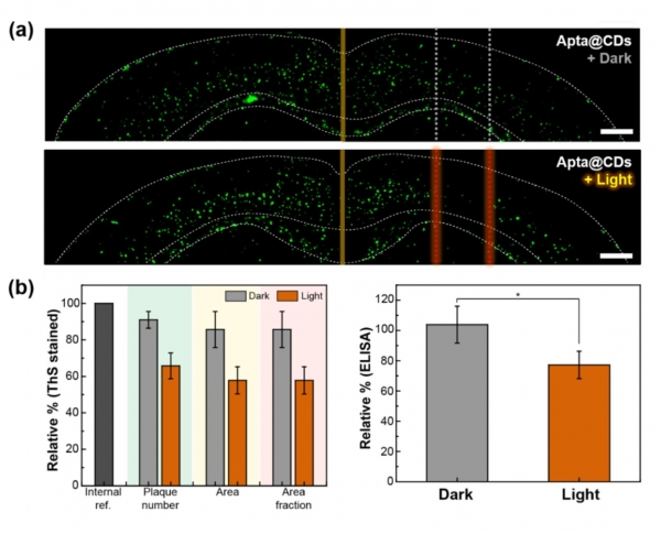 치매 실험쥐 뇌 속 아밀로이드 플라크의 감소