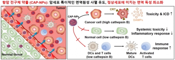 암세포 특이적 항암 전구체 약물의 면역반응 유도 모식도