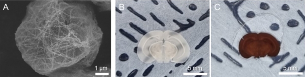 (A) 세포의 미세소관을 표적화하여 금속 입자를 성장시킨 뒤 측정한 전자현미경 이미지. (B) 쥐의 뇌 슬라이스 (slice) (C) 신경 세포를 표적화하여 금속 입자를 성장시킨 쥐의 뇌 슬라이스
