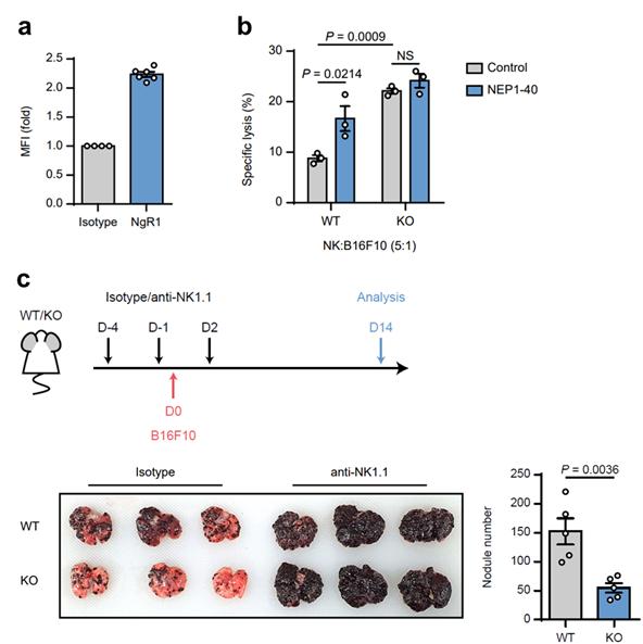 신규 면역관문(NgR1)의 NK세포 항암효능에 대한 저해.        (a) 생쥐 NK세포에서 NgR1 발현을 확인        (b) 일반 야생 생쥐모델(WT)에서 NgR1의 기능을 억제하거나(NEP1-40), NgR1의 발현을 억제한 생쥐모델(KO)은 NK세포의 표적 세포 살상력이 향상됨        (c) 실제 전이성 폐암에 걸린 생쥐모델에서도 KO모델이 WT모델보다 암 결절이 더욱 많이 감소