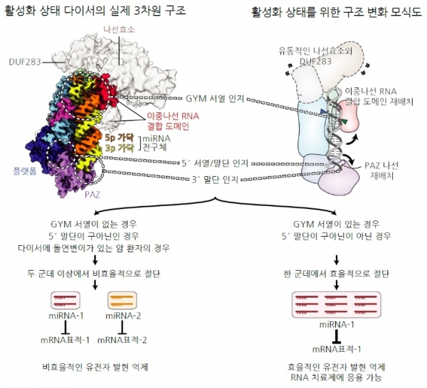 다이서의 활성화 상태 구조와 마이크로RNA 전구체 서열의 중요성