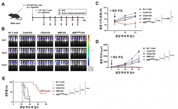 2세대 TCR-T 세포의 생체 내 항암 효과. A, 생쥐를 이용한 악성 흑색종 모델에서 1세대와 2세대 TCR-T 세포의 항암 효과를 비교. B-D, 기존의 TCR-T 세포보다 2세대 TCR-T 세포가 주입된 생쥐의 종양 부피가 현저하게 감소됨. E, 2세대 TCR-T 세포를 주입한 생쥐의 생존율 연장을 확인함.