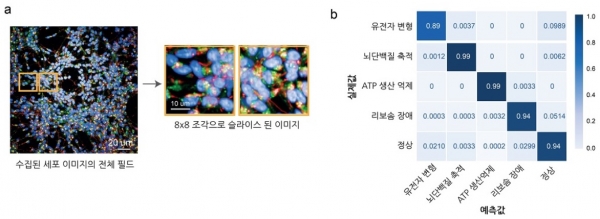 a. 고속-대용량 이미징 시스템을 통해 촬영된 환자 역분화 만능 줄기세포 유도 신경 세포의 예 (핵: 파란색, 미토콘드리아: 빨간색, 리보좀: 초록색). 전체 사진을 8 X 8 로 슬라이스 한 후 각각의 조각 이미지. b. 예측 결과를 보여주는 오차 행렬 (Confusion Matrix)