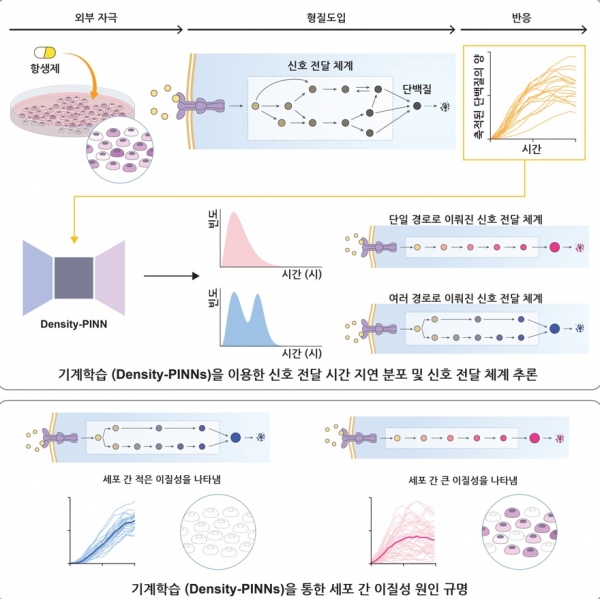 기계학습방법론(Density-PINNs)을 통한 세포 간 이질성 원인 규명